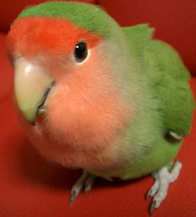 インコが懐いてくれないスレ主に インコ画像が大量投入 とりまとめ