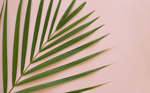 Tropical Wallpaper Desktop