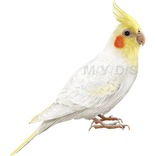 オカメインコのイラスト 条件付フリー素材集