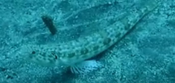 エソの種類 違い見分け方 海水魚の種類と釣り方