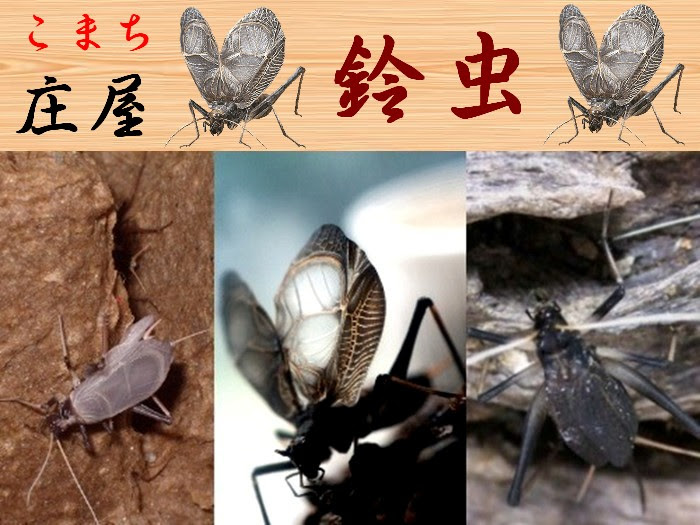 鈴虫 スズムシ の飼育