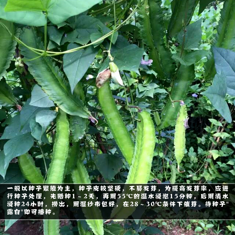 Qcdd 四棱豆种子四棱豆苗四角豆皇帝豆香龙豆四季盆栽四棱豆种子一斤 图片价格品牌报价 京东