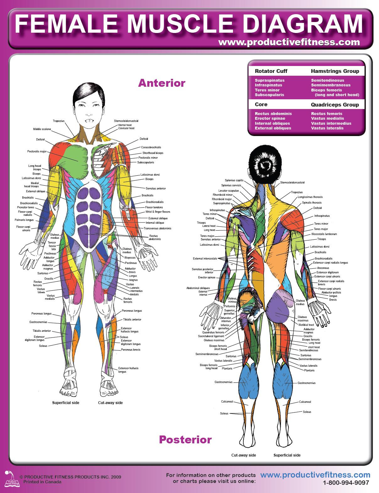 Female Muscle Diagram And Definitions Jacki S Blog