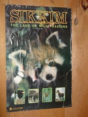 Tshoka poster