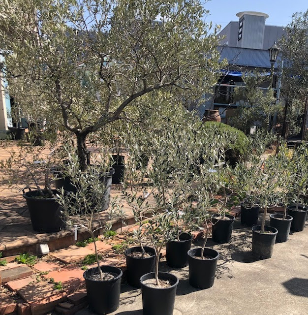 Powerdio Club オリーブの木 アーカイブ