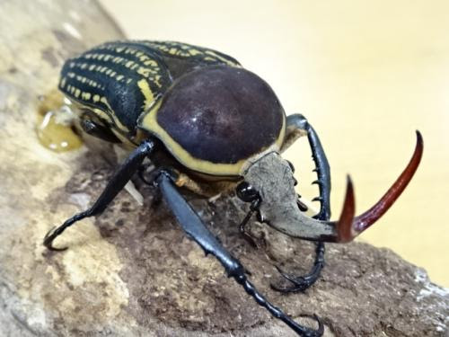 くわかぶプラネット Wf1 ハリシサスマタツノカナブン幼虫 3頭セット