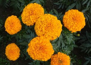 マリーゴールドの花言葉 意味は絶望 色別の違いはある Flovia