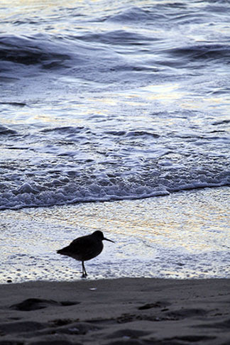 Birdie