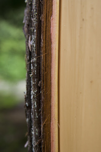 bark cross section