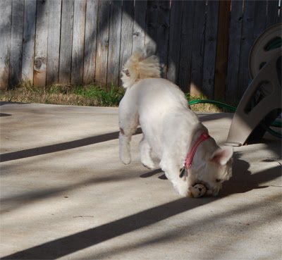 8-Playing-with-the-squirrel