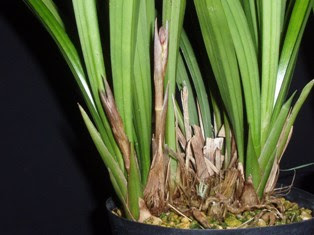 報歳蘭の育て方と咲かせ方