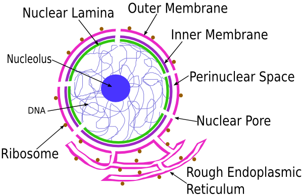 Organelles - Cell Membrane, Chromosomes & Chromatin ...