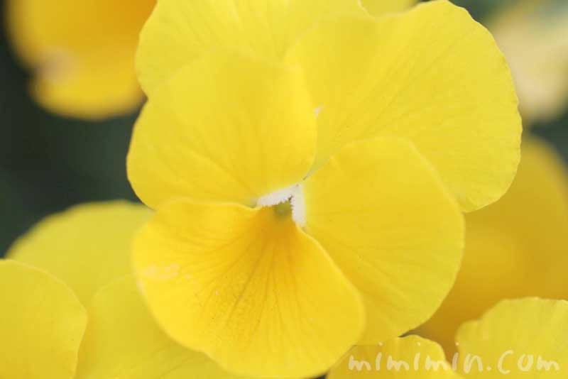 パンジーの花言葉 黄色いパンジーの写真 みみみんブログ