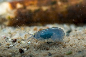 朝日新聞デジタル 外来生物 続編 ３ 和歌山 地域