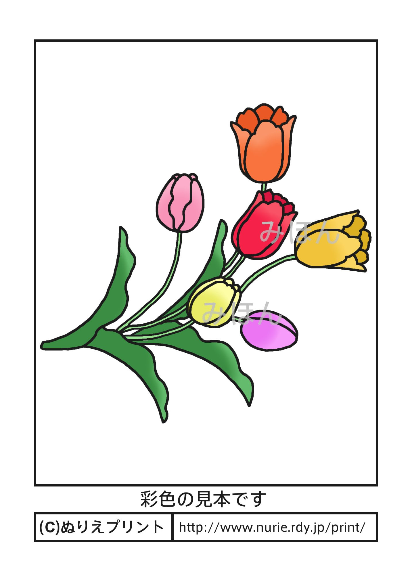 チューリップ 彩色見本 春の花 無料塗り絵イラスト ぬりえプリント