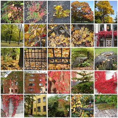 Ruska Autumn