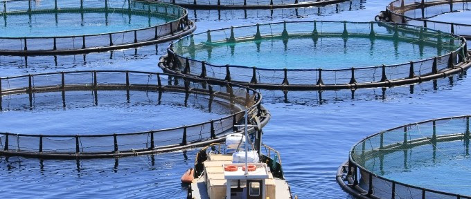 Aquaculture | SISAU