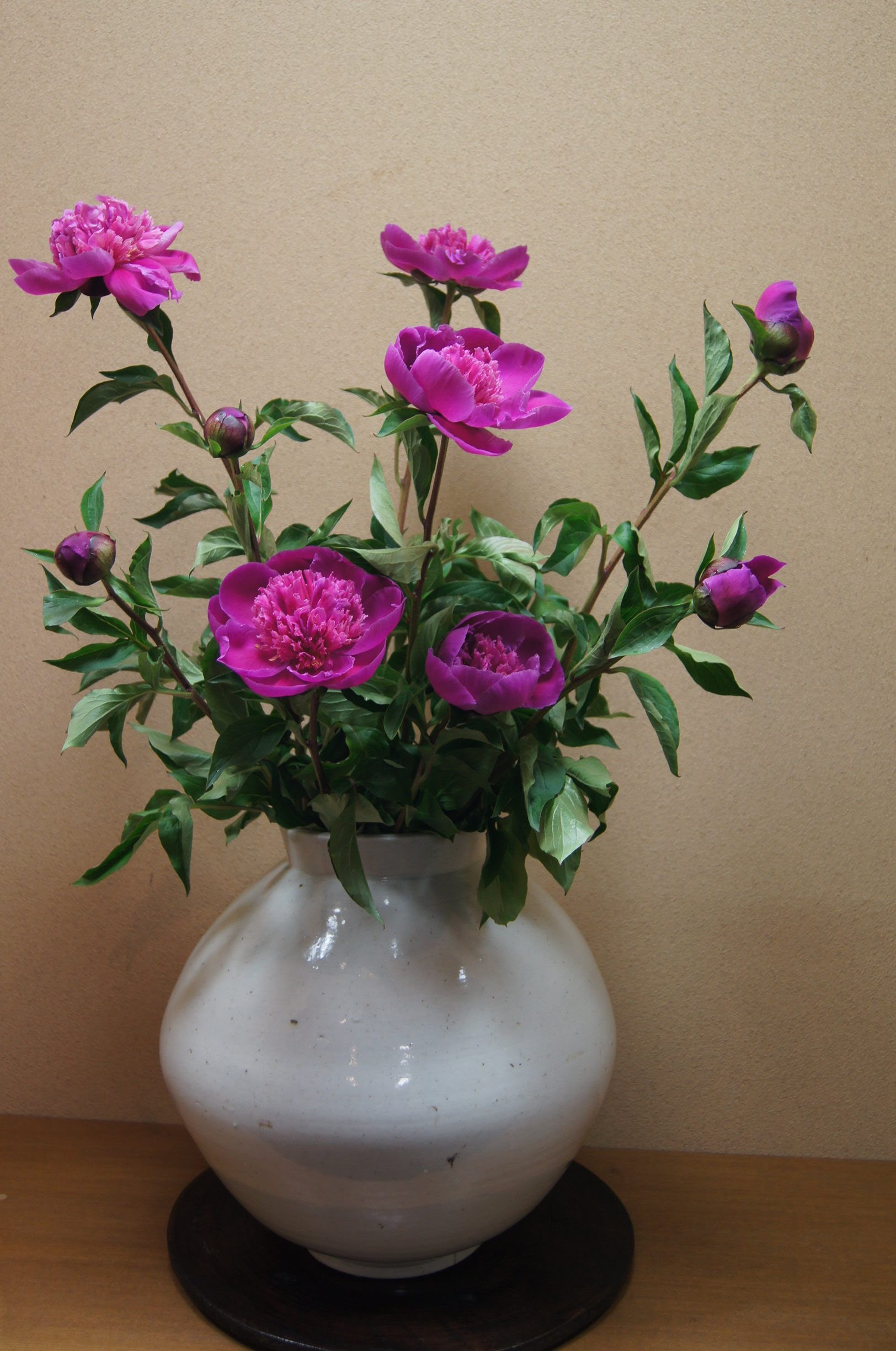 骨董の店 甲斐 芍薬を生ける