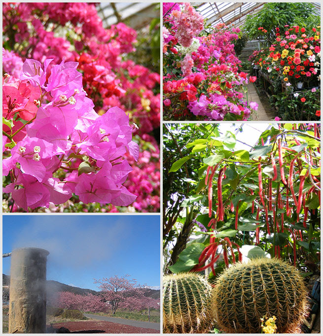 南伊豆の熱帯の楽園 下賀茂熱帯植物園