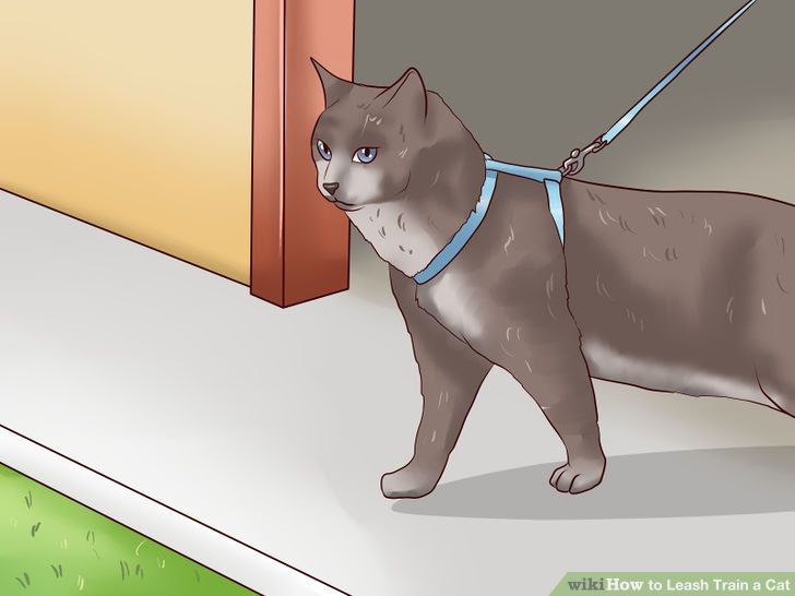 Leash Train a Cat Step 7 Version 4.jpg