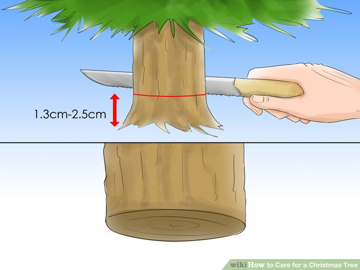 Care for a Christmas Tree Step 5.jpg