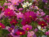 １０月４日の誕生花 コスモス 赤 の花言葉 愛情 調和 のとれたコスモスの赤い花 弥生おばさんのガーデニングノート 花と緑の365日 楽天ブログ