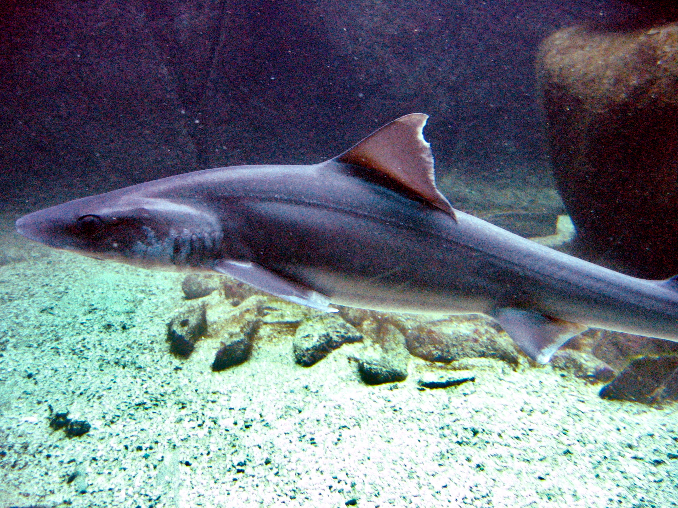 Weißgefleckter Glatthai - Mustelus asterias