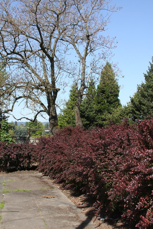 NE 33rd & Clackamas