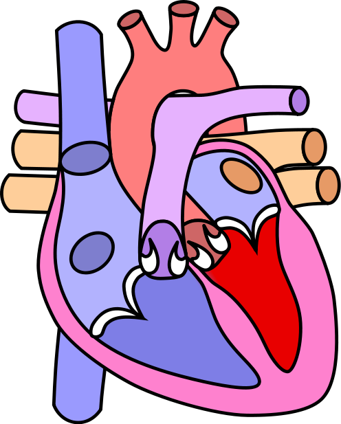 Circulatory System