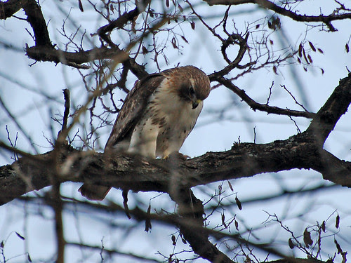 Red-Tailed Hawk Feeding in Morningside Park