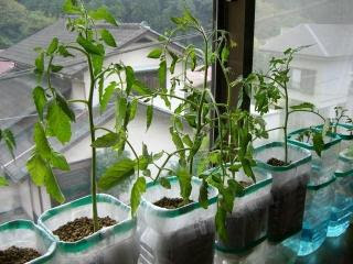 トマトのわき芽を育て収穫 簡単ペットボトルで水耕栽培 暇人主婦の家庭菜園 楽天ブログ