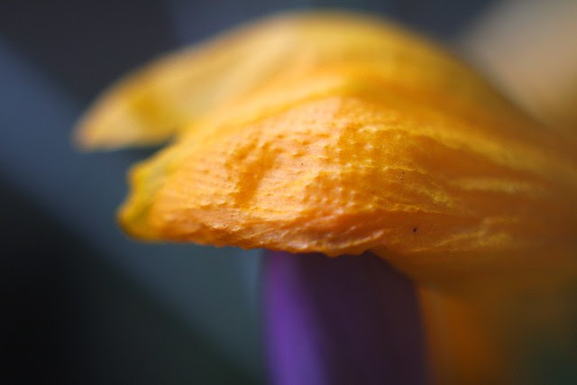 orange crocus bud