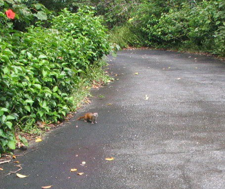 a weasel