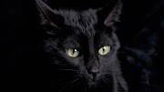 31+ Wallpaper Hd Black Cat