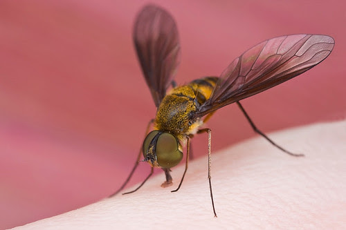 macro photography tip Bee fly on hand........IMG_2190 copy