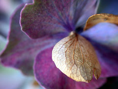 Fall Hydrangea Colors