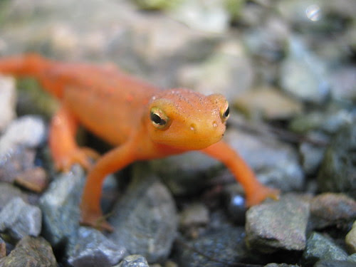 Red Eft