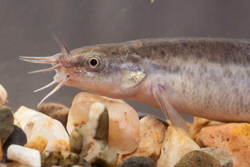 ドジョウの砂 厚さや大きさはどれくらいがいい 熱帯魚 淡水魚 海水魚の図鑑