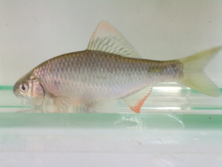 岡山産淡水魚販売