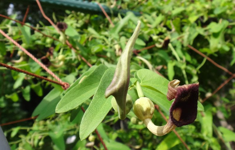 つる植物一覧