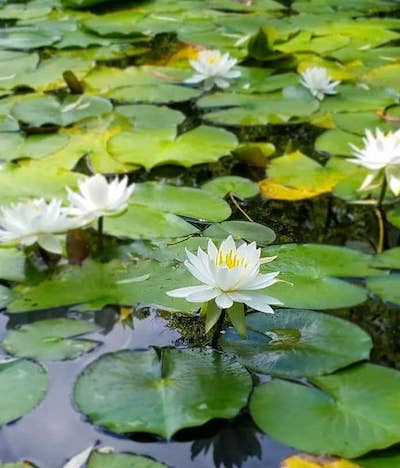 北海道大学構内の大野池の蓮の花