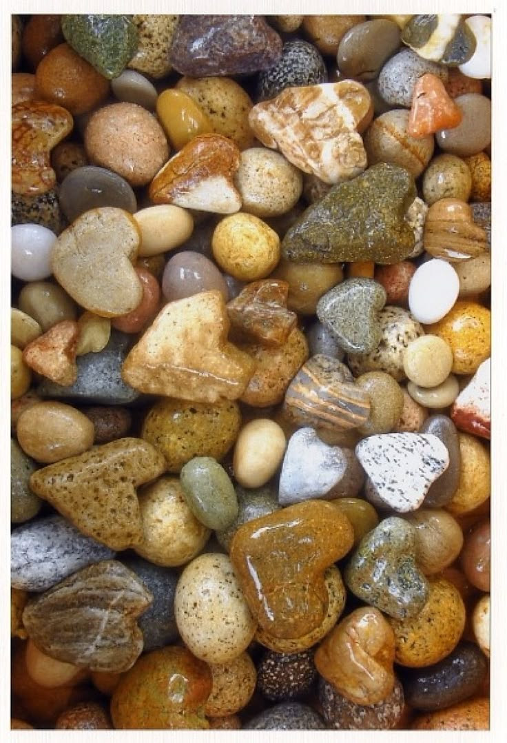 Each time I walk the beach at the Chesapeake Blues Festival a heart shell or rock appears.    5cadd1dcee27f1c378fb8172bca8f630.jpg 812×1,189 pixels
