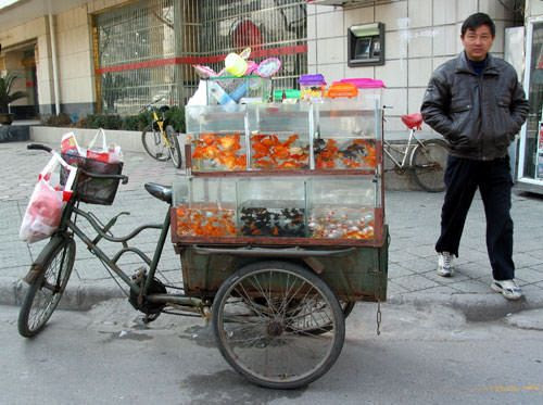 chinese goldfish tattoo. selling goldfish and baby