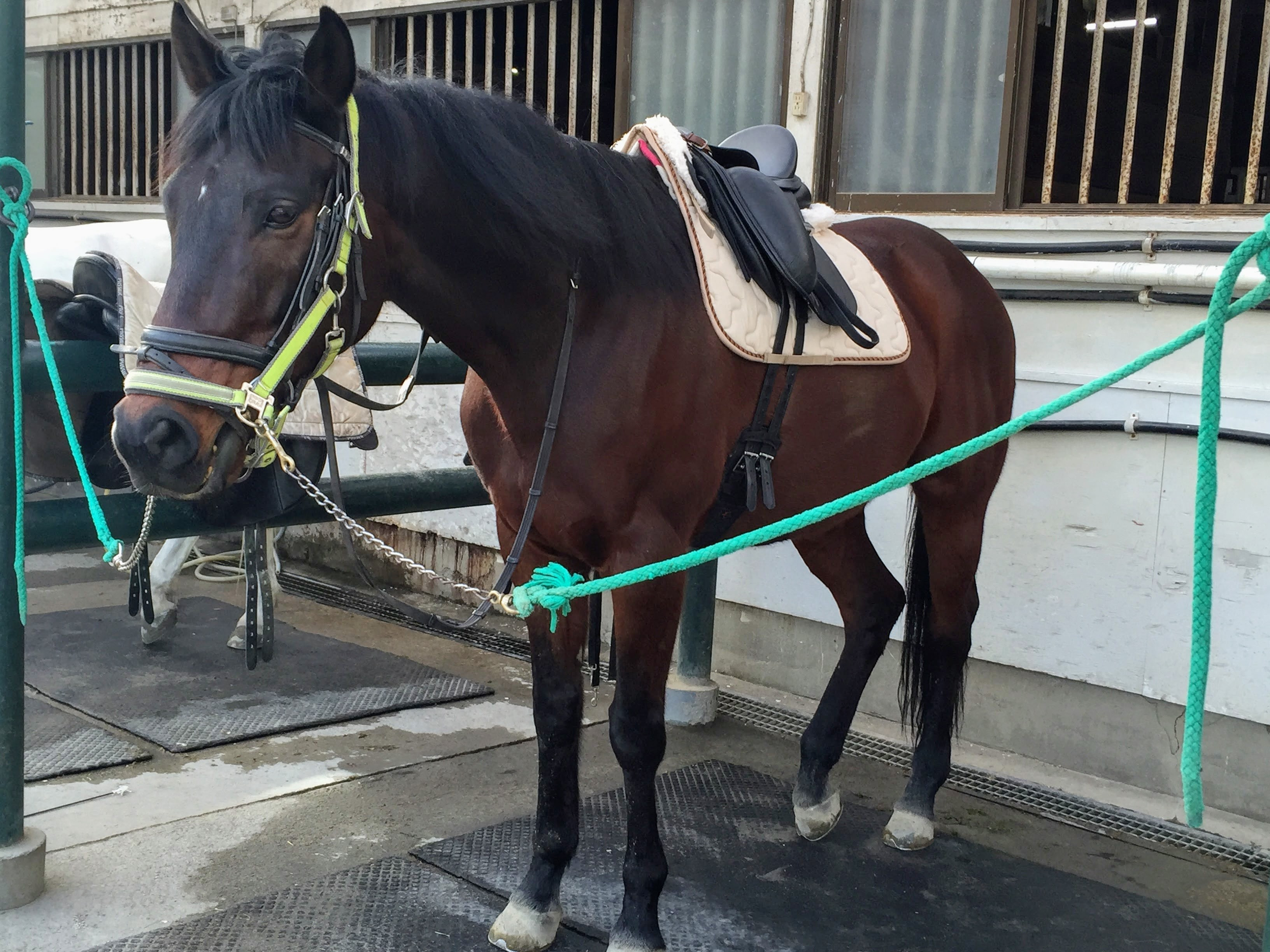 確認 馬場鞍 乗馬 Cosmeticait Com Br