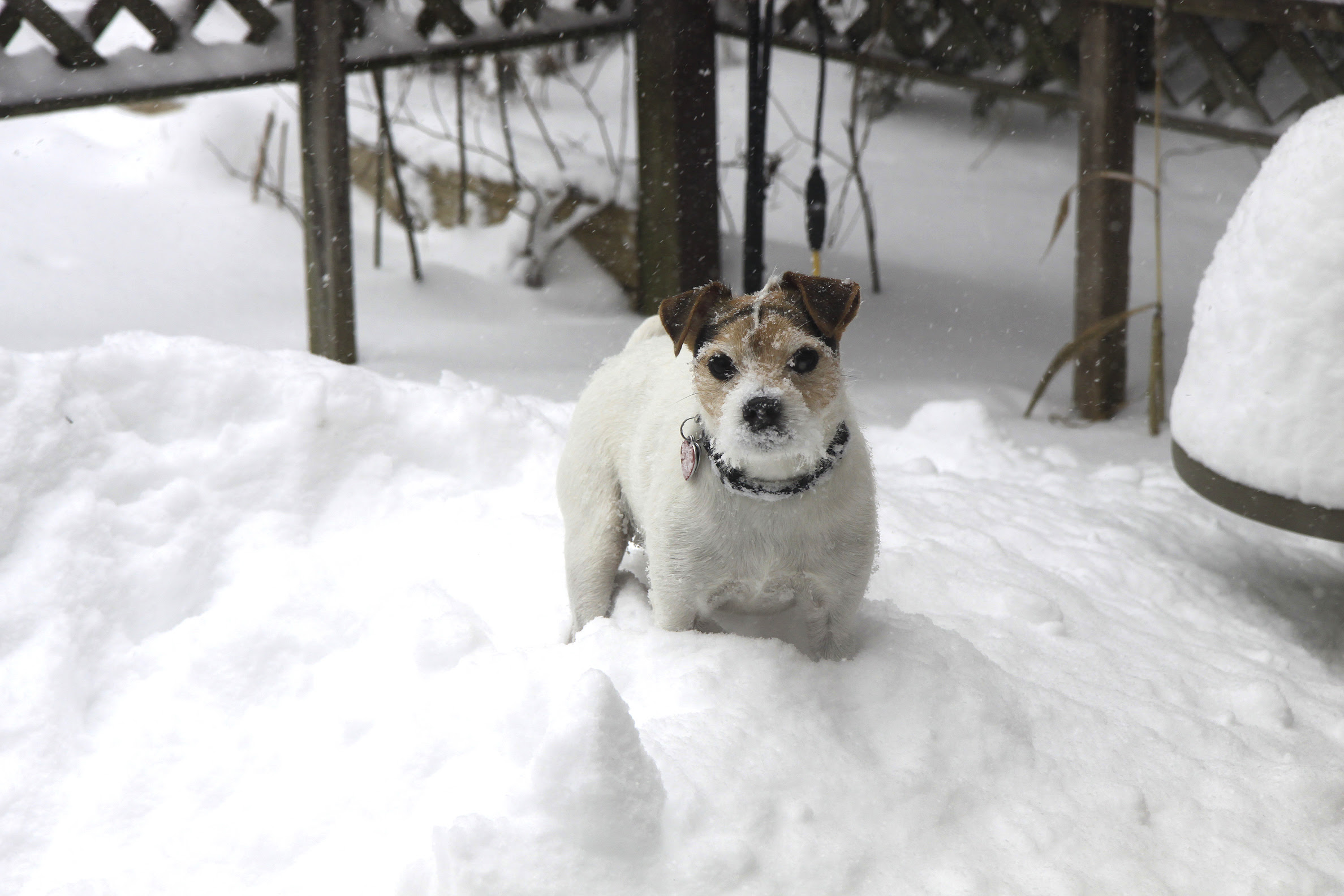 doggie in the snow