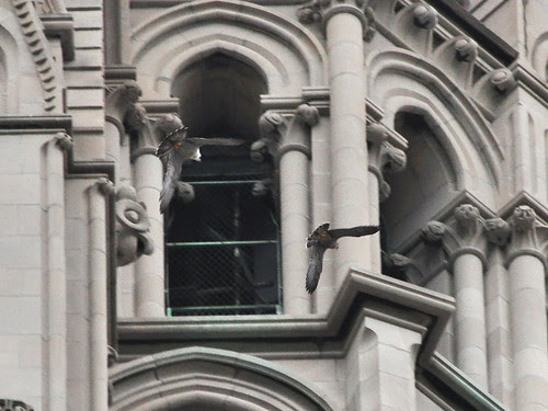 Falcon Fledgling and Mama