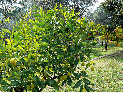 citronnier.jpg