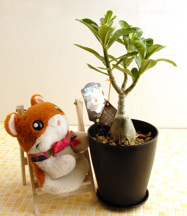 今度は砂漠のバラに手を出しまちた Kobiのシークレットガーデン 観葉植物 多肉植物の育て方