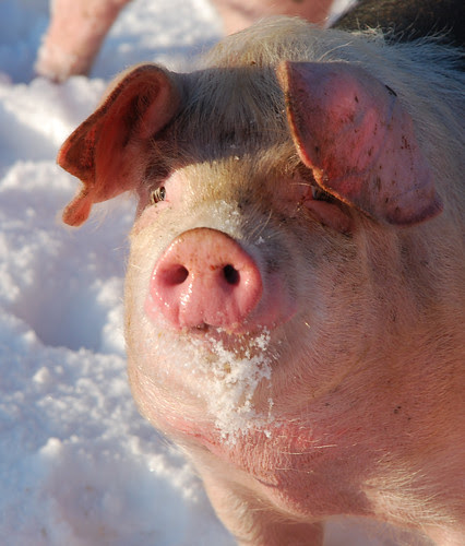 Snow Pig