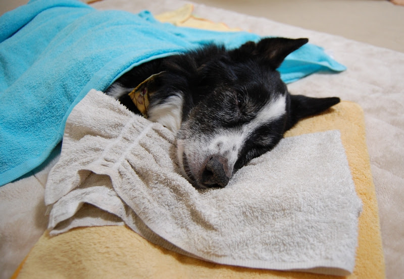 ガンプラ主婦モデラーですが何か Blog 老犬はるか永眠しました